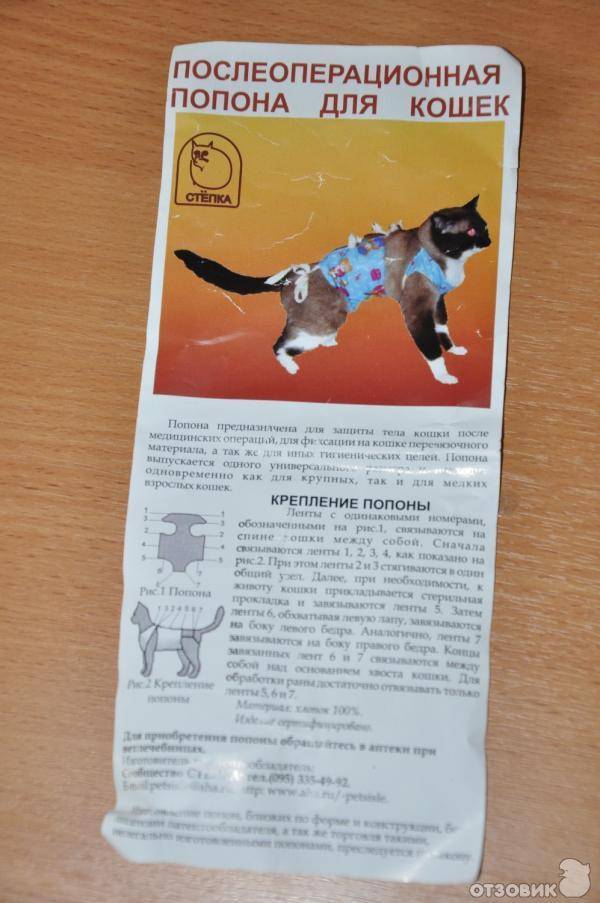 Попона для кошки: подробная инструкция о том как сшить и одеть
