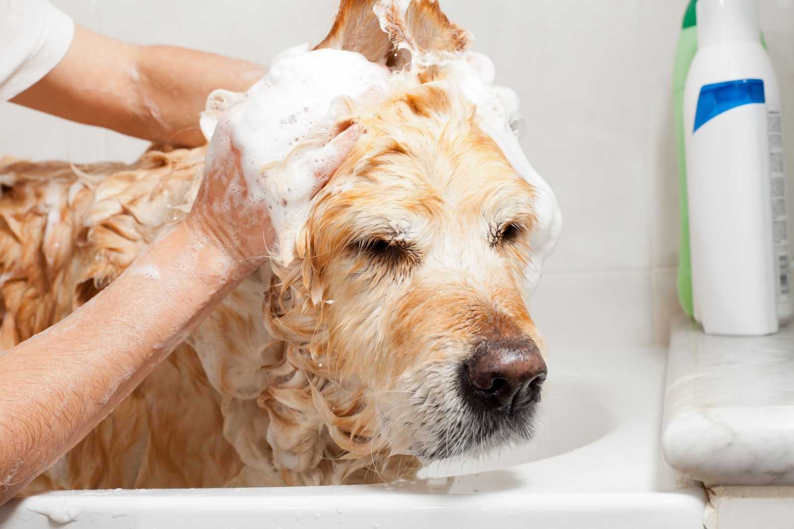 Можно ли мыть собаку мылом?