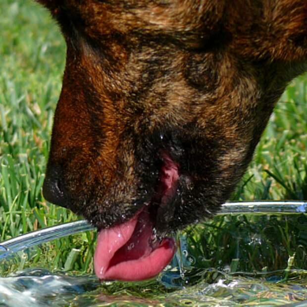 Собака много пьет воды - причины