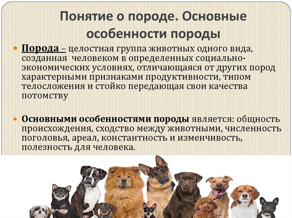 Особенности и разновидности скрещивания собак