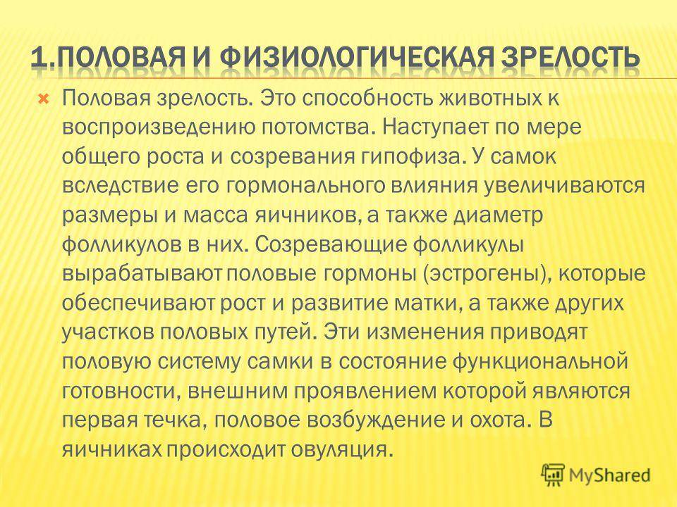 Половое созревание у котов и кошек. ветеринарная клиника "зоостатус"