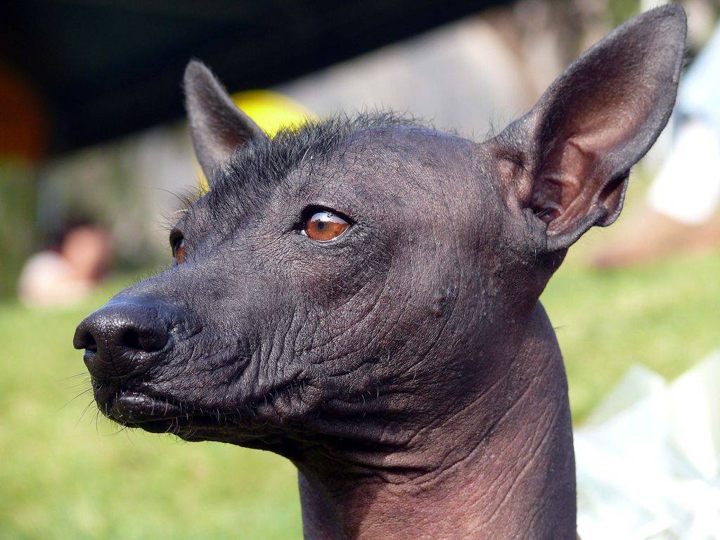Перуанская голая. о породе собак: описание породы перуанская голая, цены, фото, уход