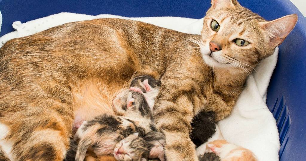 Поведение кошки перед родами: первые признаки, схватки