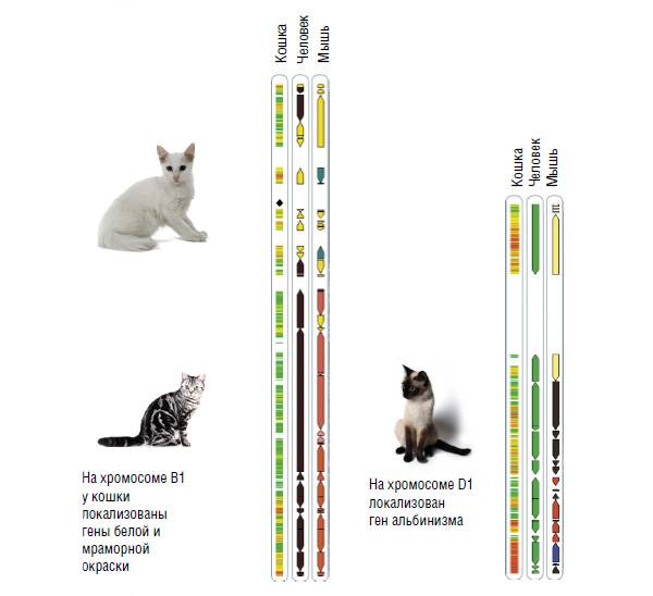 Сколько хромосом у кошки и кота: количество и принципы наследственности