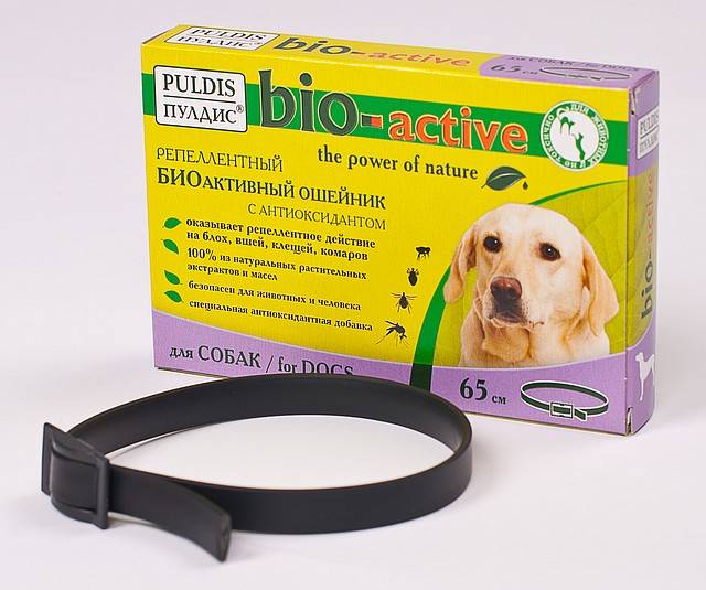 Грибок (грибковый дерматит) у собак на коже или когтях: лечение  | блог ветклиники "беланта"