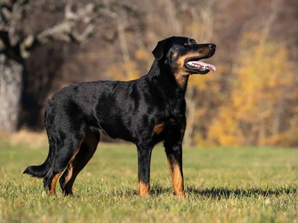 Босерон собака. описание, особенности, уход и цена босерона