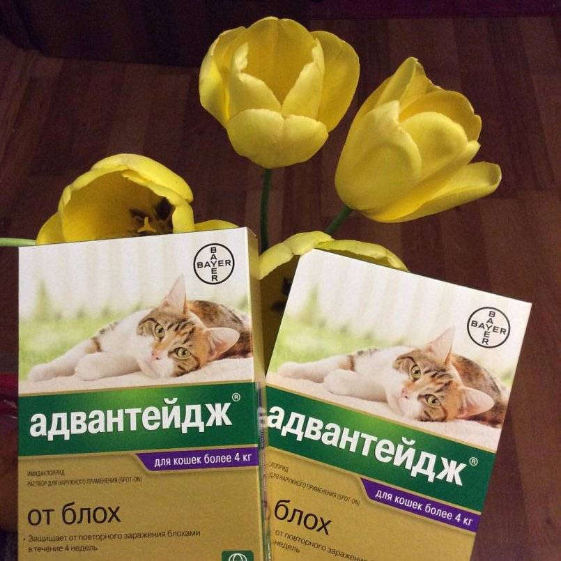 Адвантейдж для кошек более 4 кг - купить, цена и аналоги, инструкция по применению, отзывы в интернет ветаптеке добропесик