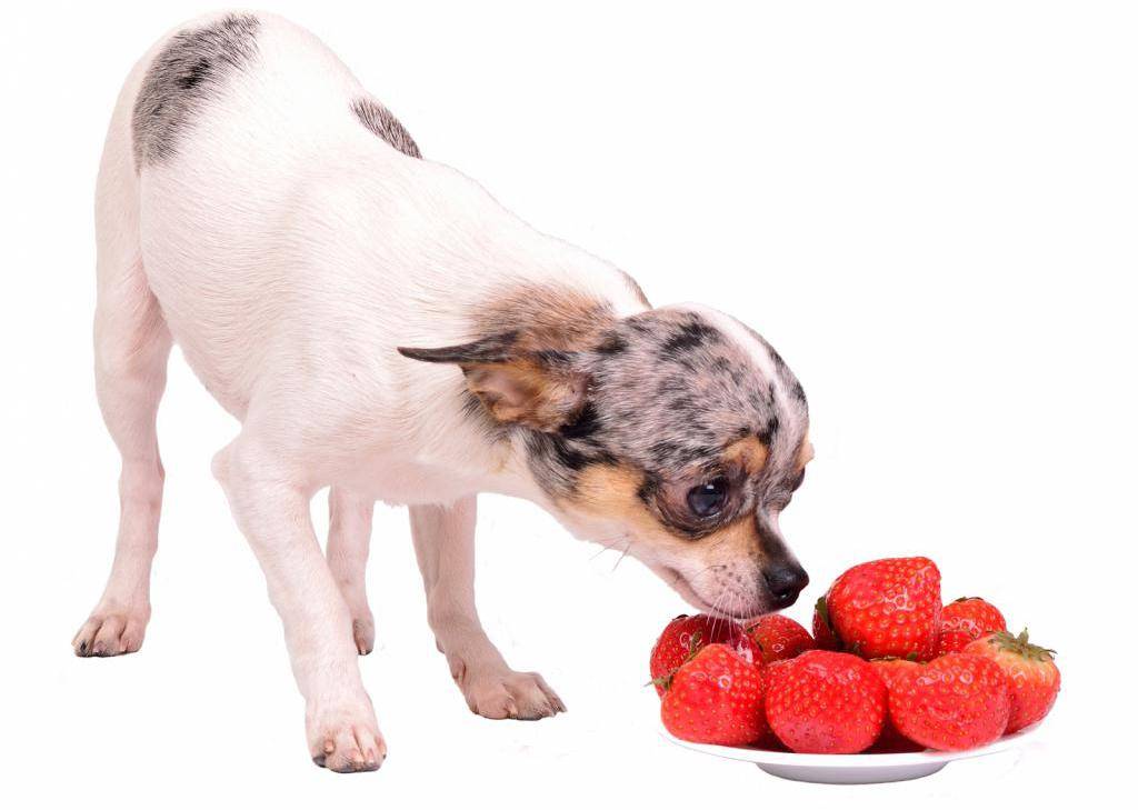 Чем нельзя кормить собаку: запрещенные и опасные продукты