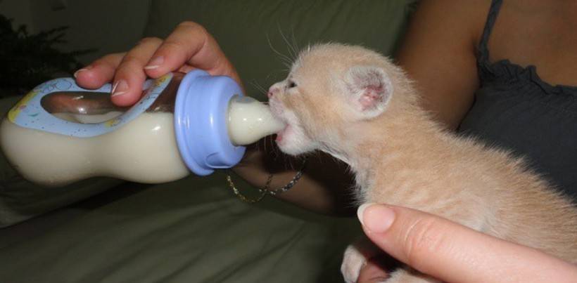 Как и чем кормить новорожденных котят, если у кошки нет молока? | | блог ветклиники "беланта"