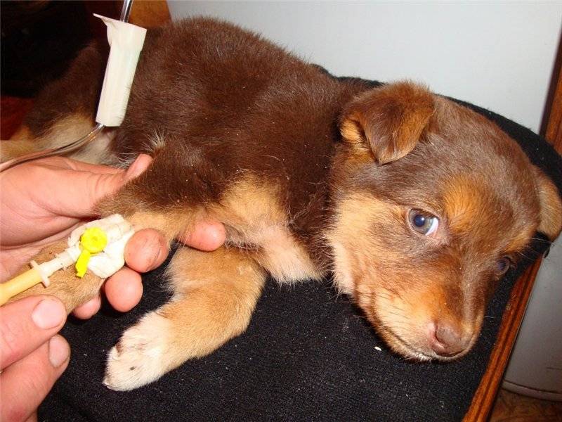 Парвовирусная инфекция у собак: симптомы и лечение