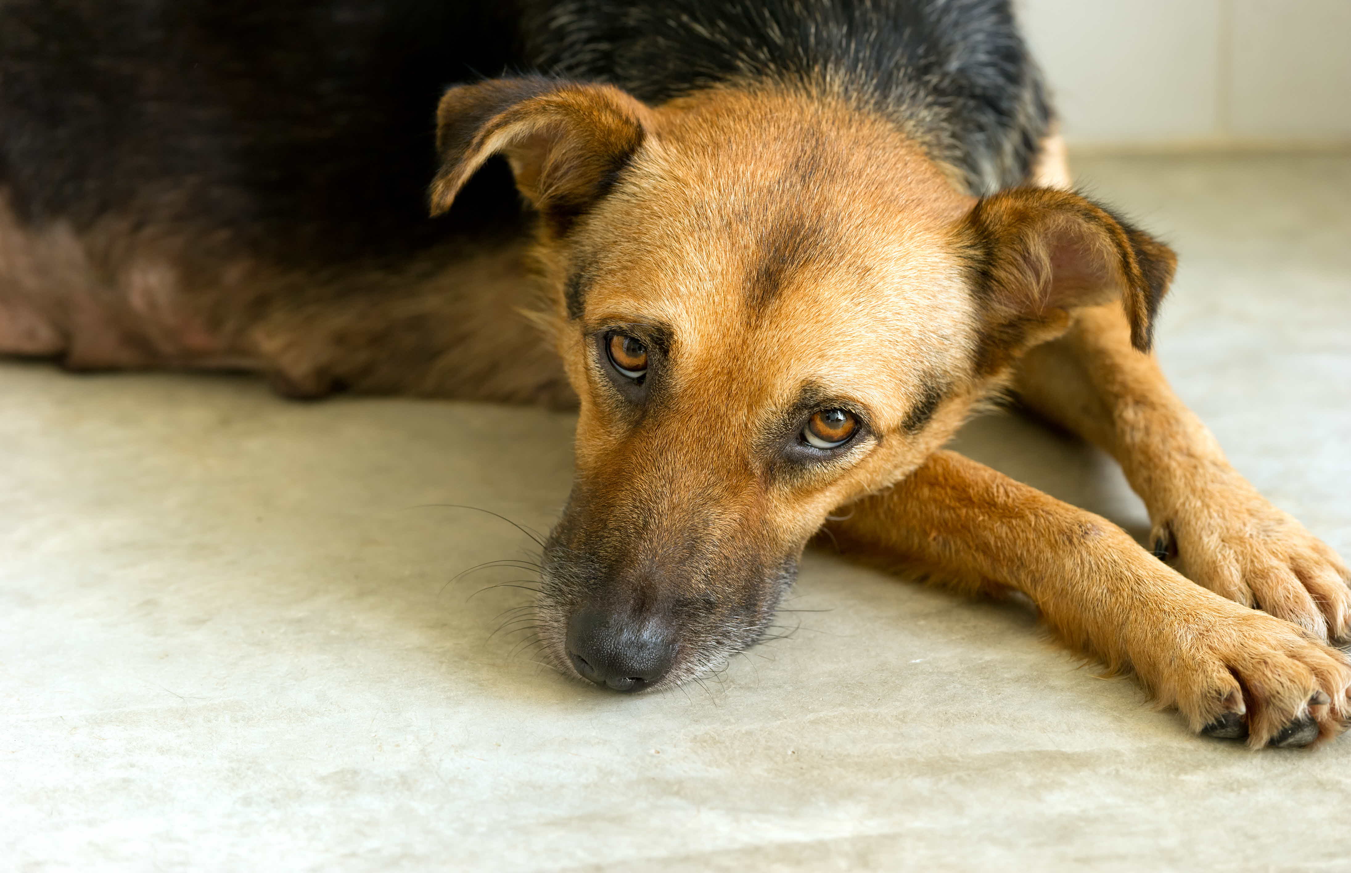 Листериоз у собак и кошек: причины, симптомы, диагностика лечение