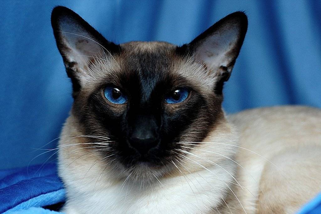 Порода кошек с косыми глазами
