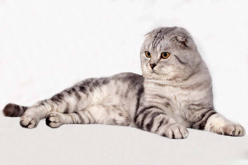 Груминг шотландской вислоухой кошки (скоттиш-фолда): уход за шерстью, стрижка и купание скоттиш-фолда | породы кошек | royal-groom
