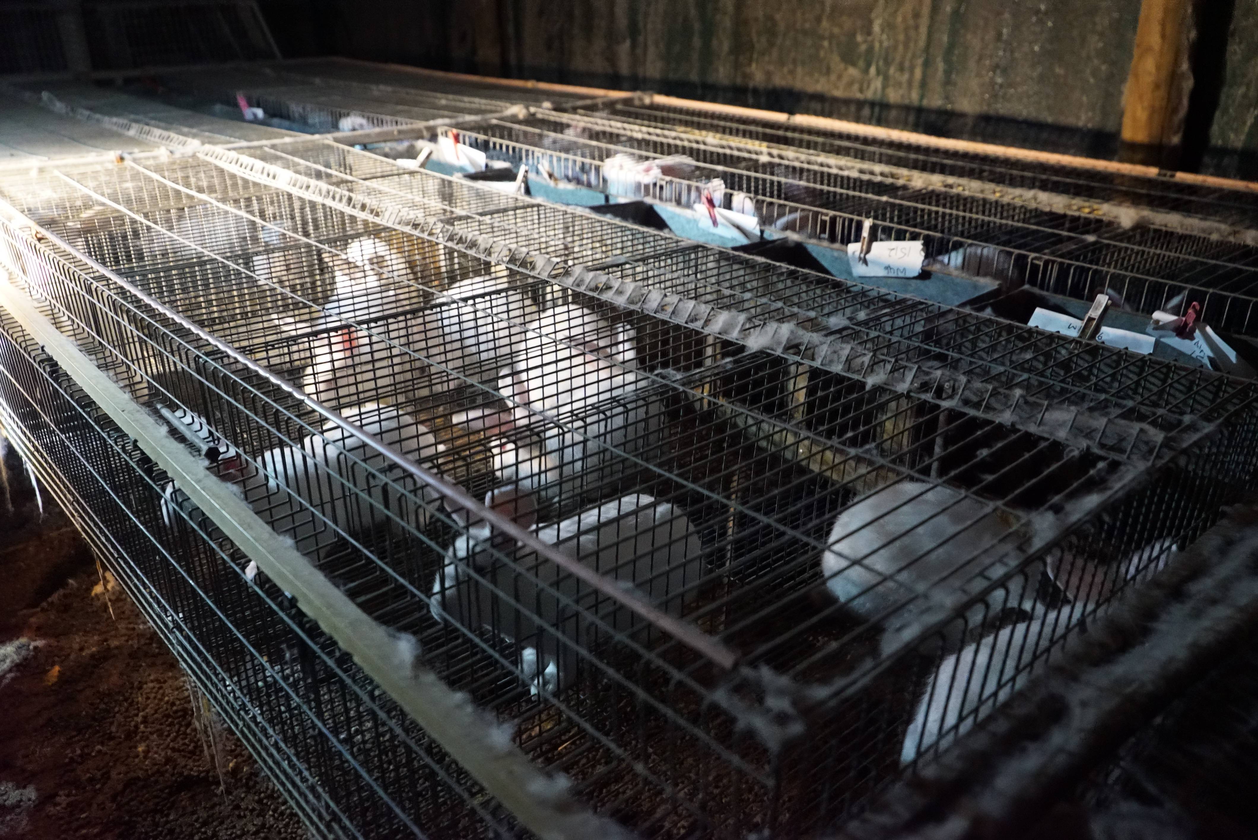 Бизнес-план по разведению кроликов на ферме и в промышленных масштабах, выгодно ли кролиководство