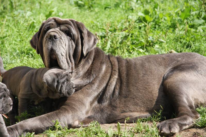 Мастино неаполитано - характер и поведение собаки, тип шерсти и окрас, выращивание и дрессировка щенков
