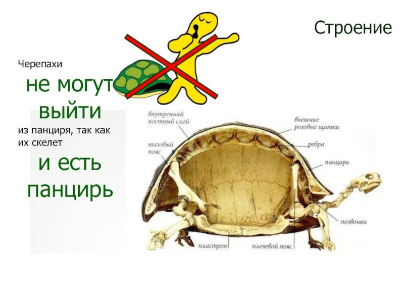 В чем заключаются особенности строения скелета черепахи