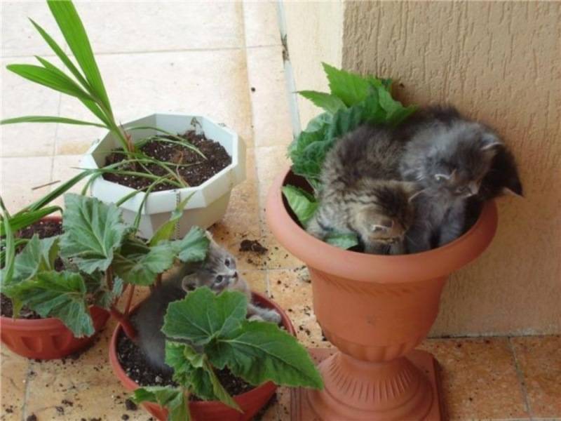 Как отучить кошку копать цветы
