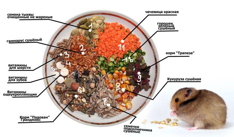 Чем кормить декоративную крысу: что можно давать, а что нельзя, режим питания