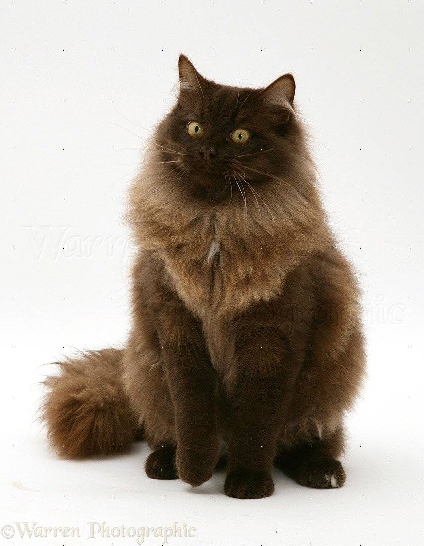 Йоркская шоколадная кошка: фото и стандарт породы