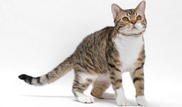 Американская жесткошерстная кошка описание породы