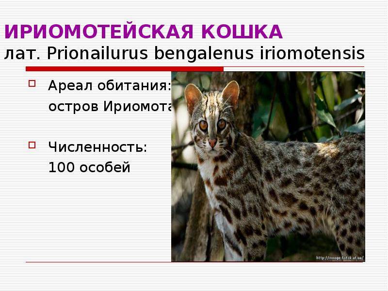 Переднеазиатский леопард – фото, описание, ареал, рацион, враги, популяция