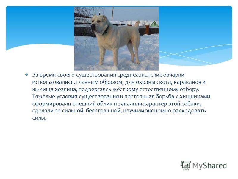 Московская сторожевая собака. описание, особенности, уход и цена породы