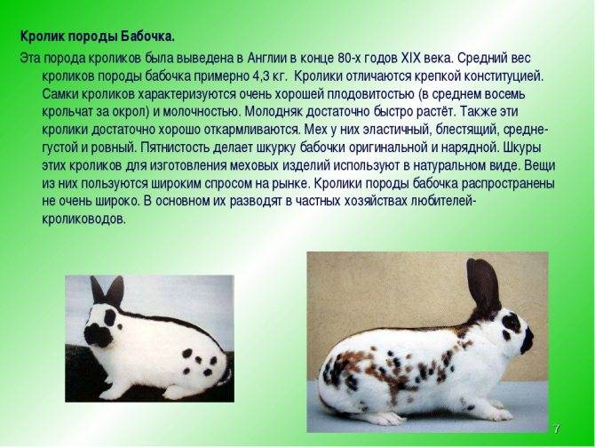 Кролик бабочка: описание породы, фото, характеристика, отзывы