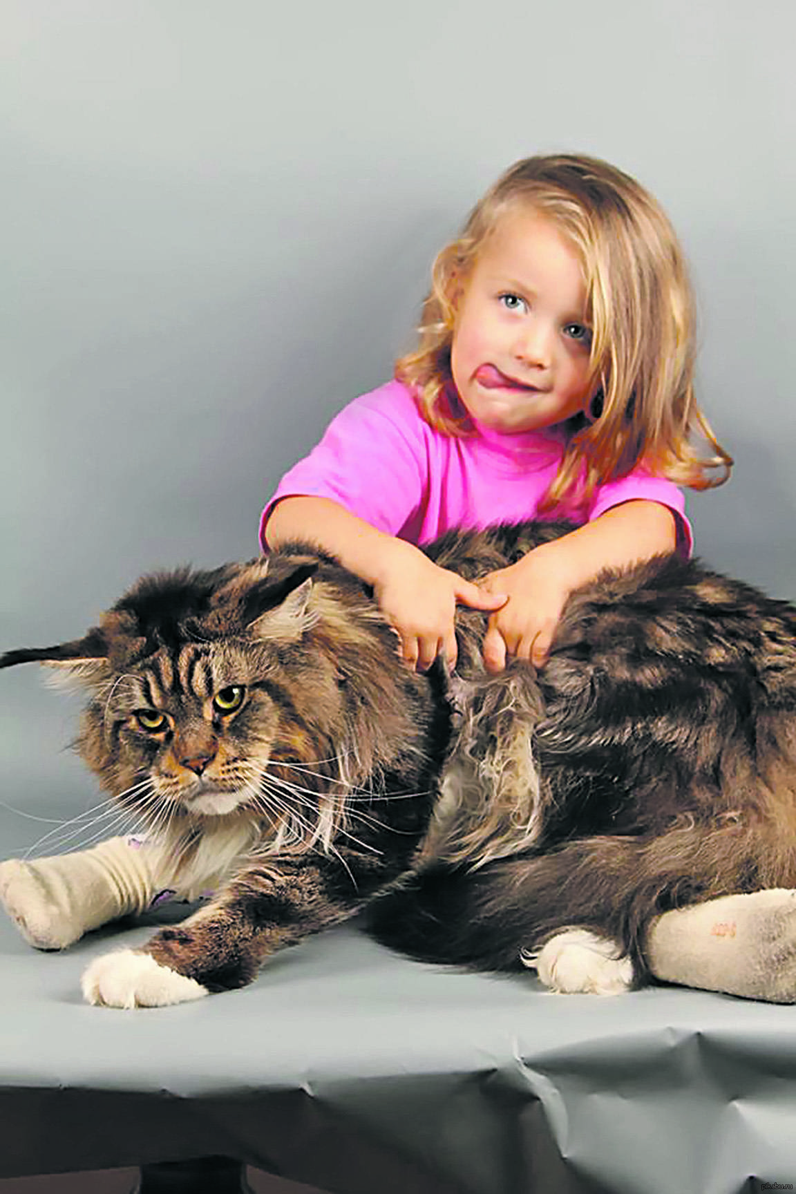 Самые большие породы кошек - топ-10 крупных пород