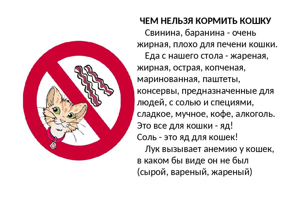 Где и почему запрещены домашние кошки? | про кошек | яндекс дзен