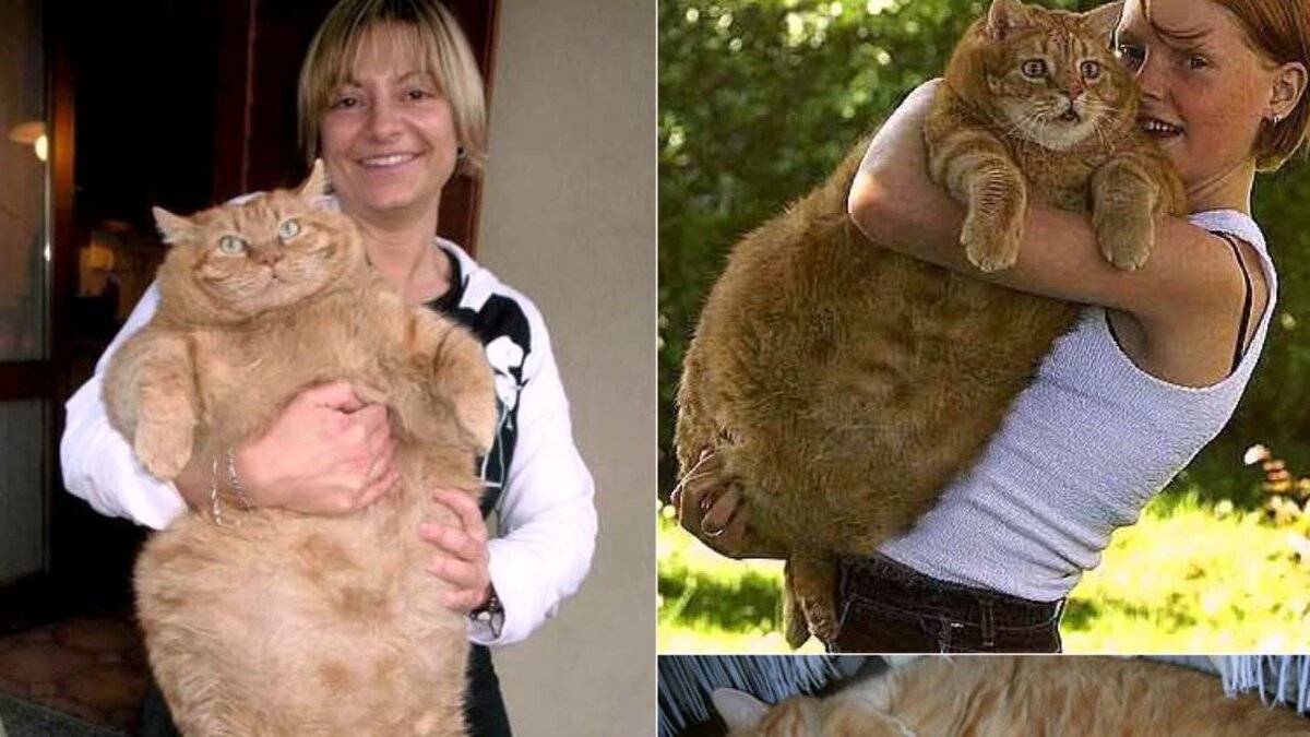 Самые большие кошки: стоит ли заводить домашних гигантов