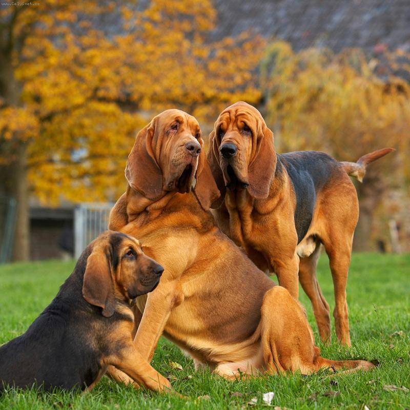 Бладхаунд: описание породы, характер собаки и щенка, фото, цена