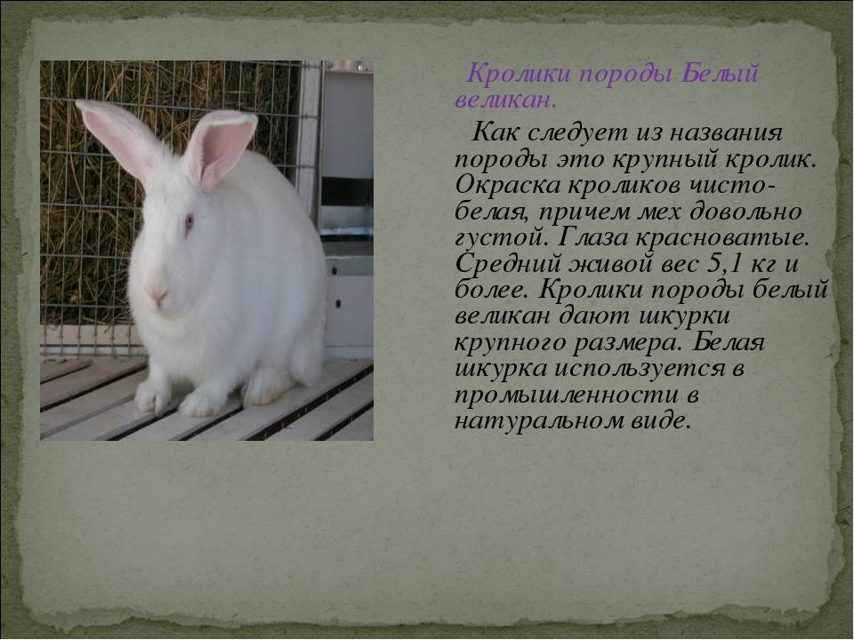 Порода кроликов белый паннон: описание, характеристика и разведение (+фото)
