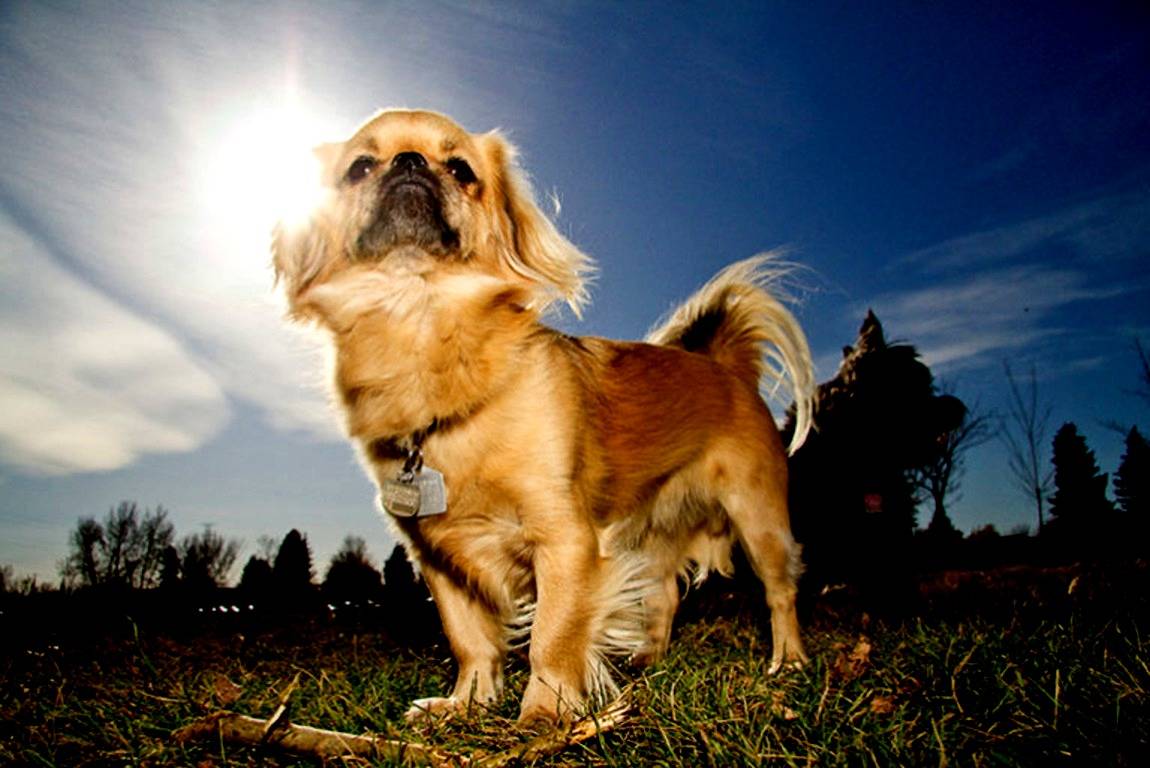 Характеристика собак породы тибетский спаниель с отзывами и фото