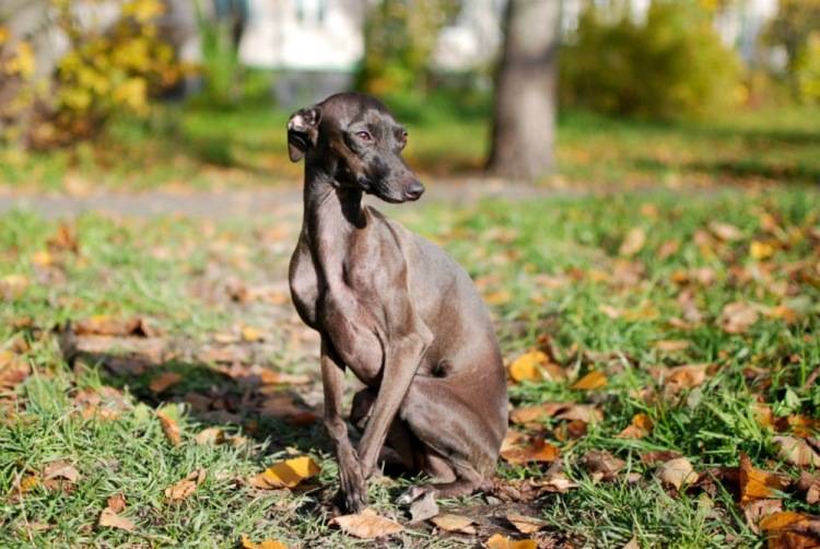 Левретка порода собак. описание, особенности, цена и уход за левреткой