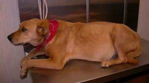 Остеохондрит локтевого сустава у собак: симптомы, диагностика и лечение