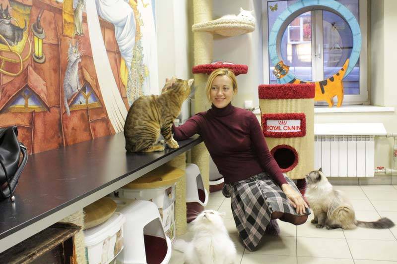 Котокафе в москве – 5 оригинальных мест для настоящих любителей котиков