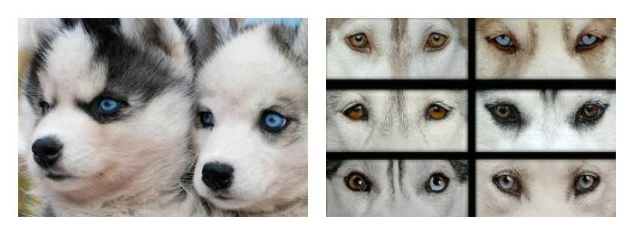 Хаски: белые, черные, коричневые, серые, рыжие и собаки другого окраса, цвет глаз, фото, характеристика сибирской породы, размер и рост, стандарты щенков и взрослых