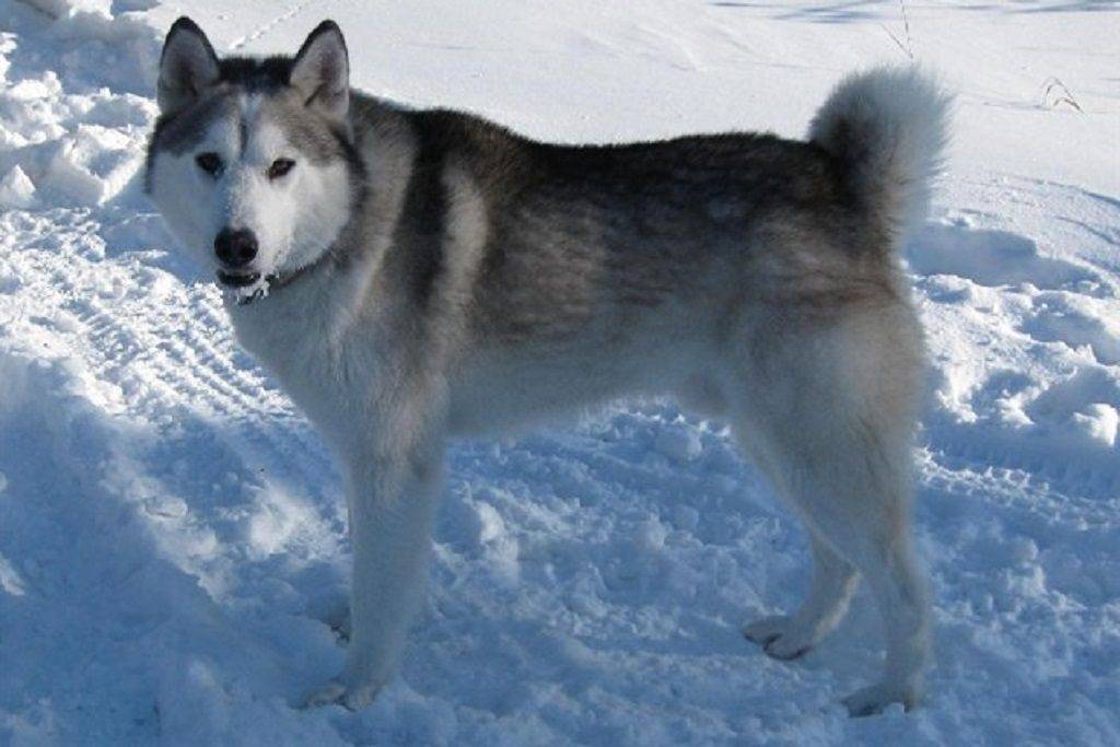 Восточно сибирская лайка собака. описание, особенности, уход и цена восточно сибирской лайки