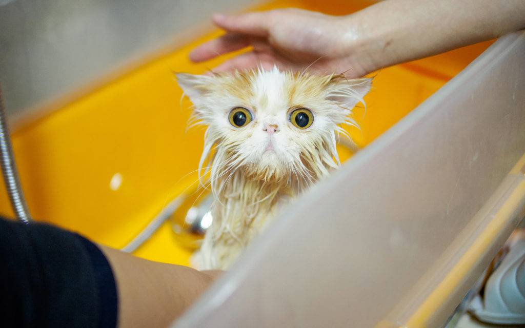 Почему кошки и коты боятся воды
почему кошки и коты боятся воды