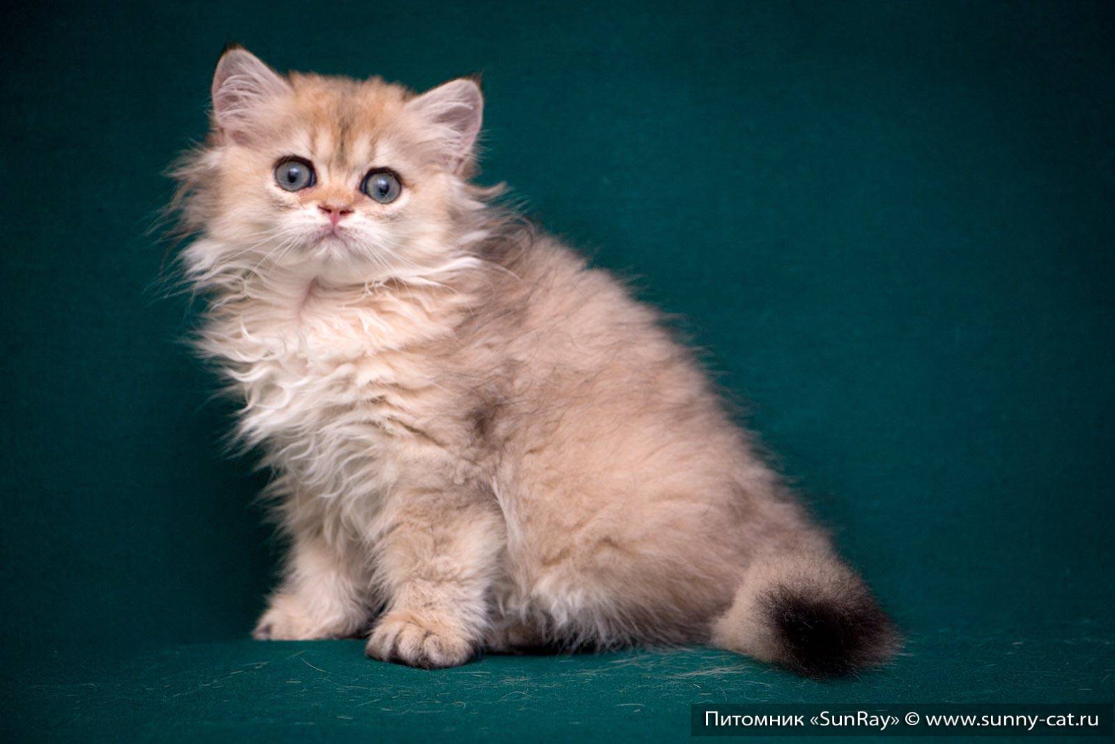 Британская длинношёрстная кошка: описание, характер, фото, цена, содержание