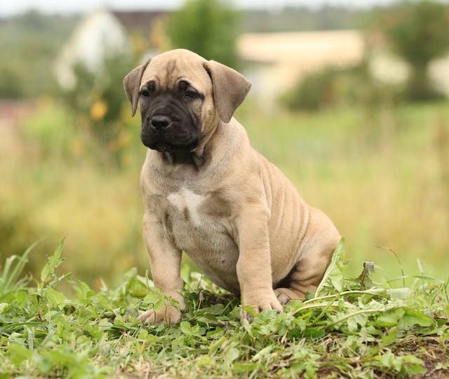 Характеристика собак породы южноафриканский бурбуль с отзывами и фото
