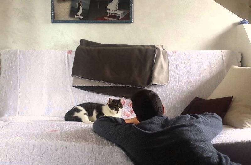 Сонник кошка охраняет. к чему снится кошка охраняет видеть во сне - сонник дома солнца
