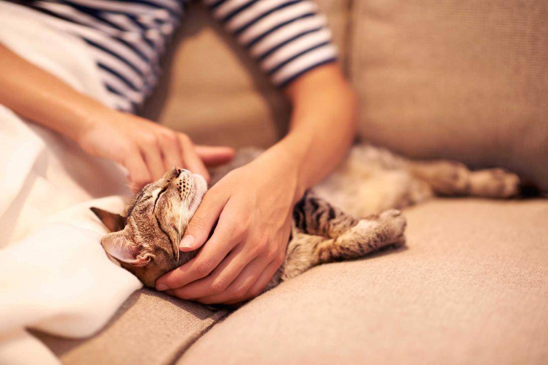 12 ошибок в уходе за котами, которые нужно перестать делать