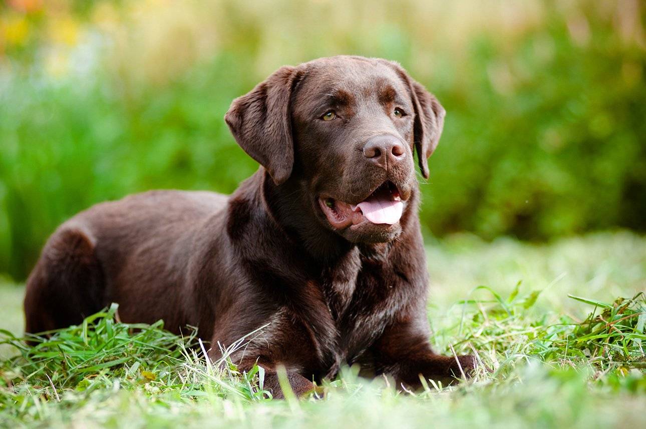 Лабрадор-ретривер: фото, цена, описание породы и уход за собакой