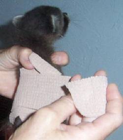 Подгузник для кошек — купить или сделать своими руками
