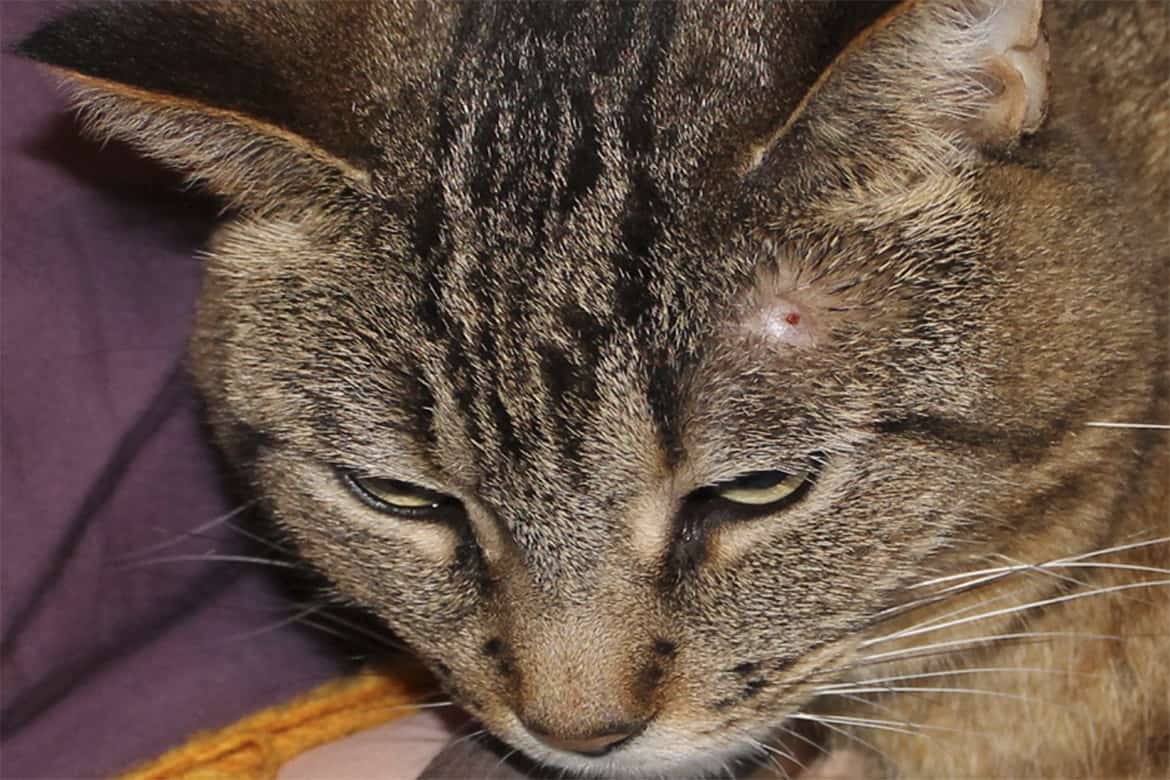 Опасны ли клещи для кошек и что делать при укусе