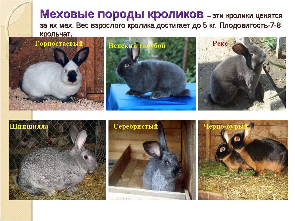 Декоративные кролики: фото животного, породы, виды уход, питание и содержание в домашних условиях
