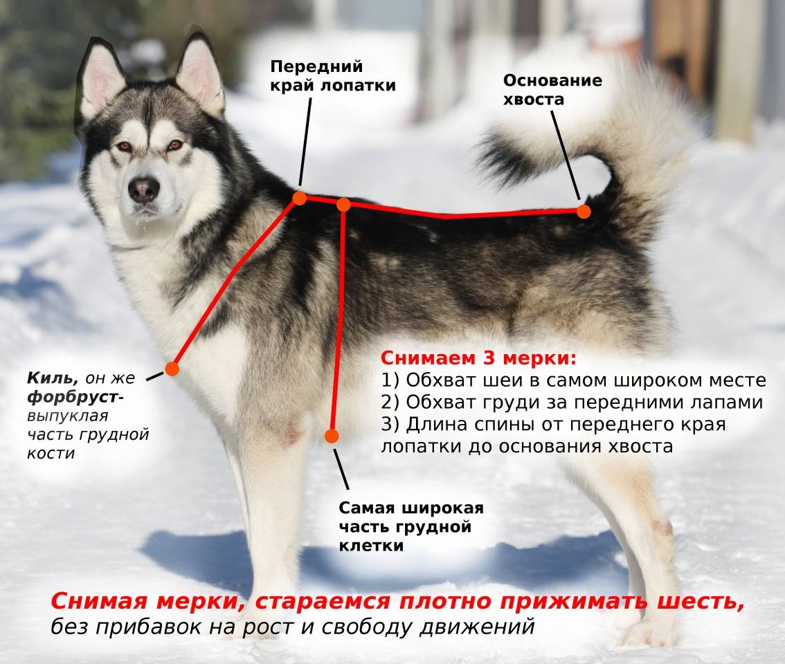 Сибирский хаски — собака или волк?