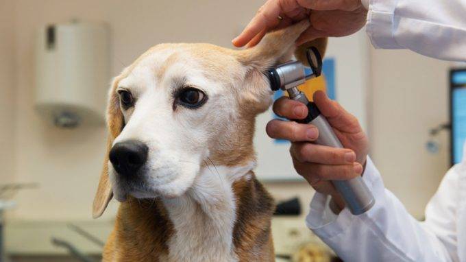 Дисплазия тазобедренного сустава (тбс) у собак и кошек