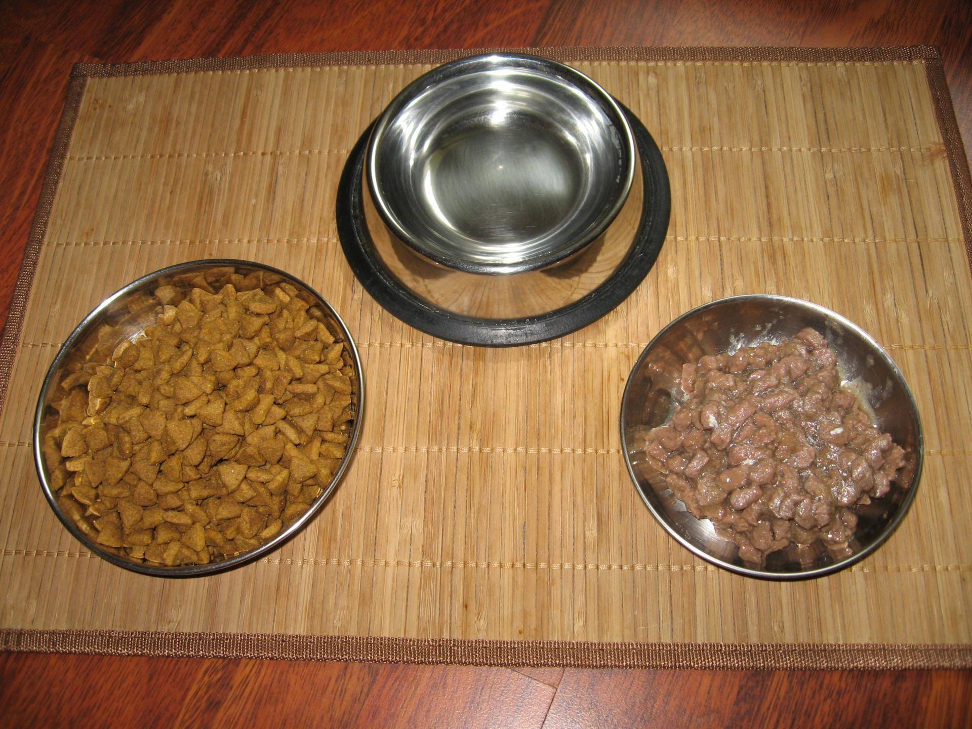 Можно ли одновременно кормить кошку сухим и влажным кормом?